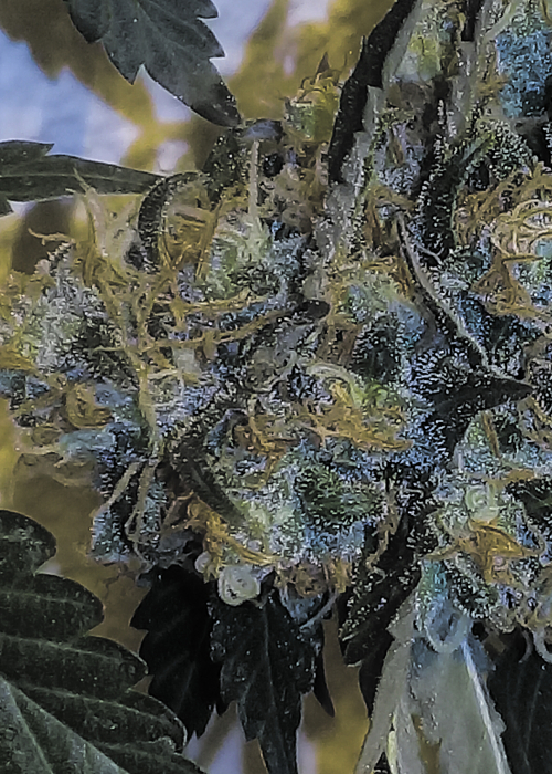 Candy Glue / Lineage strain info GrowDiaries