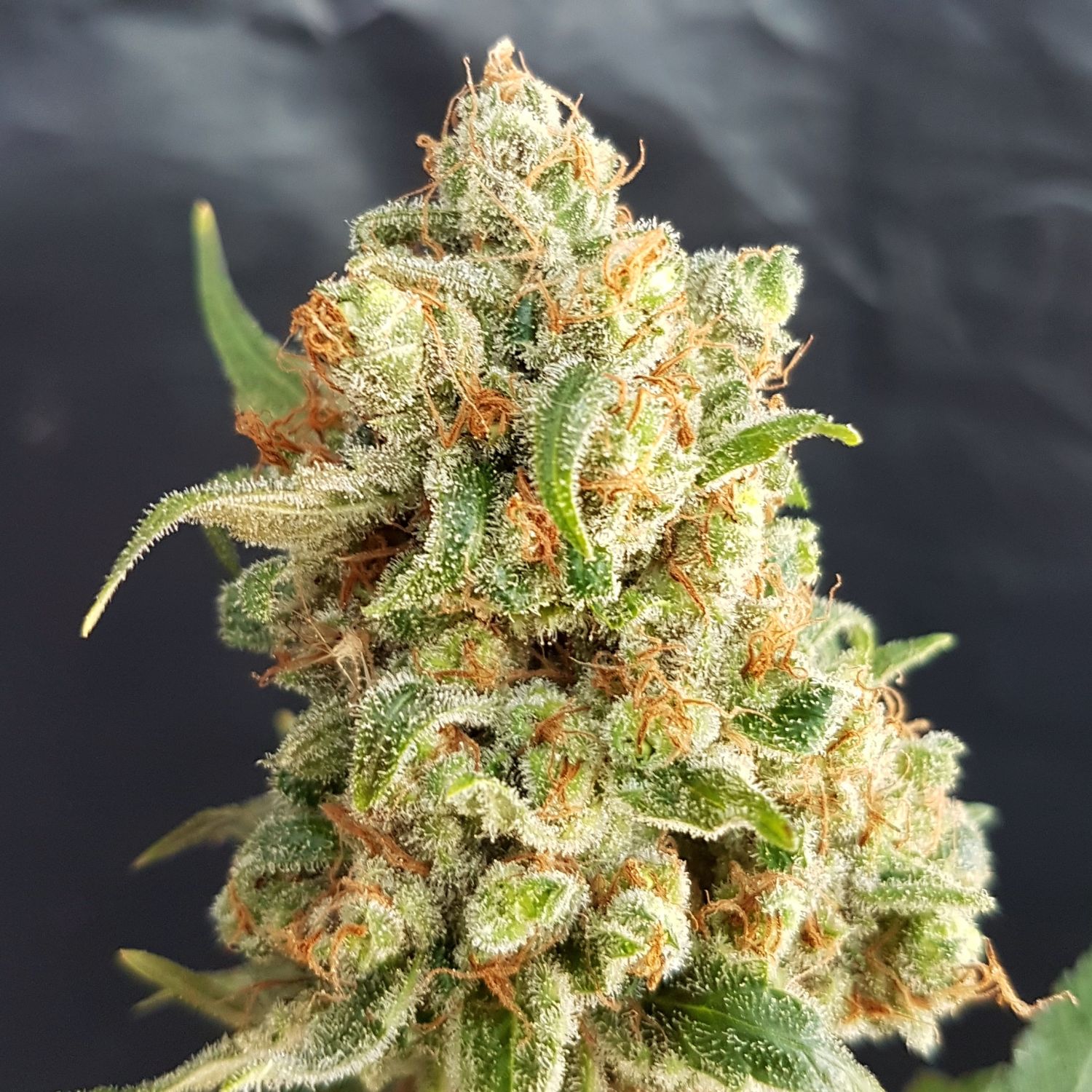 S auto отзывы. Лемон Хейз сорт. Diesel auto fem. Auto Diesel Genetics izi. Lemon Haze auto fem.