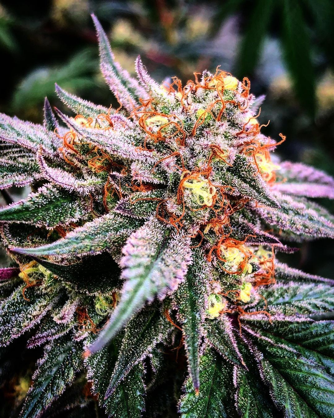 Pink Animal Crackers / Mosca Seeds strain info - GrowDiaries Pink Animal Crackers / Mosca Seeds strain info - GrowDiaries