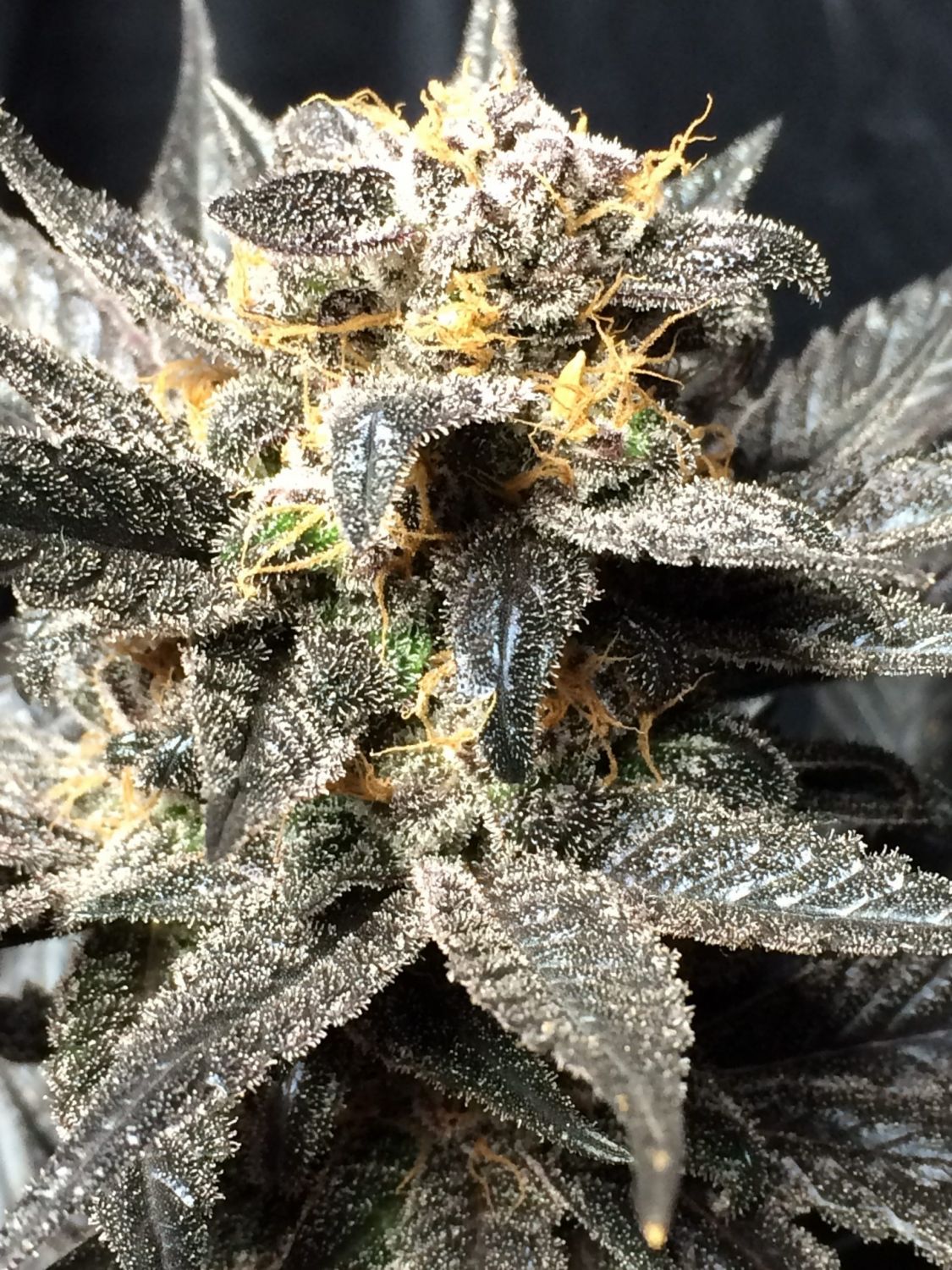 Blue Crush Strain Info / Blue Crush Weed By Jordan Of The Islands