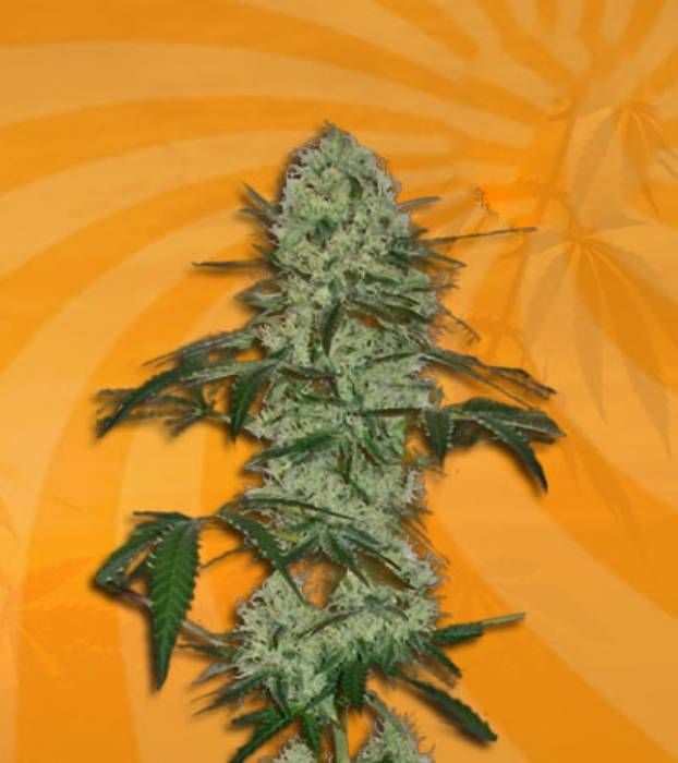 Tangerine Dream Autoflower Strain Info / Tangerine Dream Autoflower