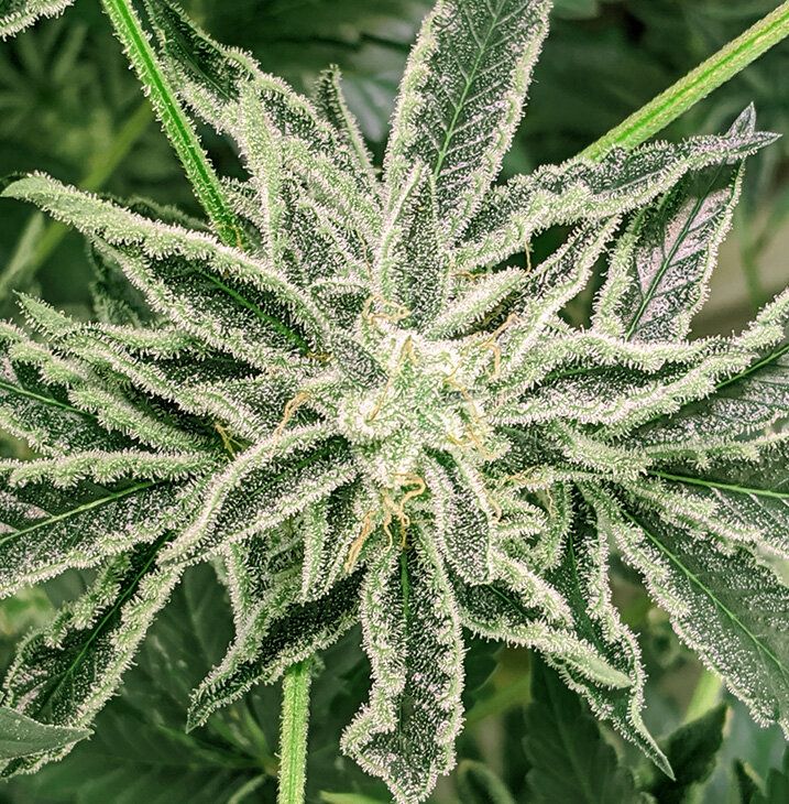 The Spice Strain Info / The Spice Weed By Twenty20 GrowDiaries