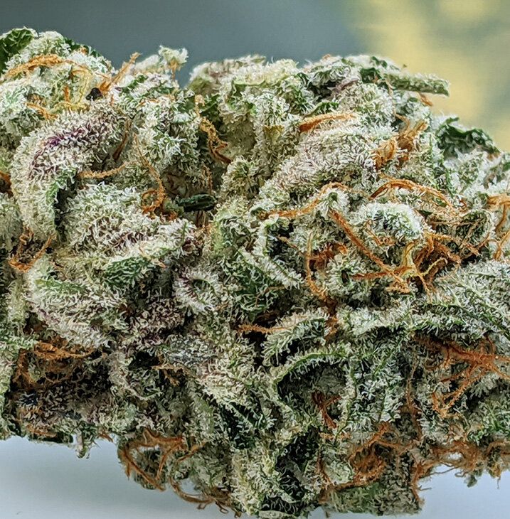 The Spice Strain Info / The Spice Weed By Twenty20 GrowDiaries