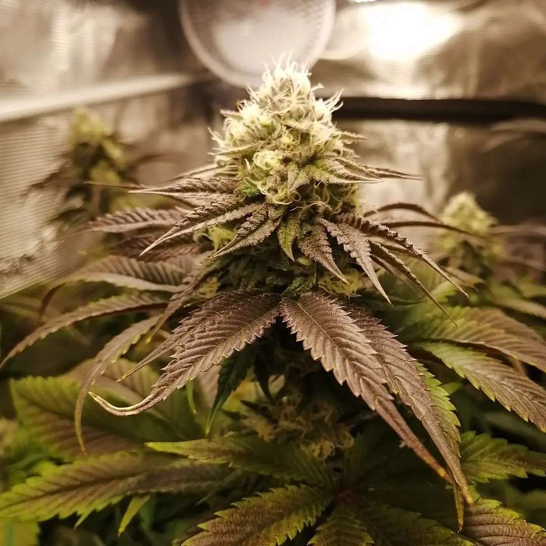 Florida Strawberries Strain Info / Florida Strawberries Weed By Jungle