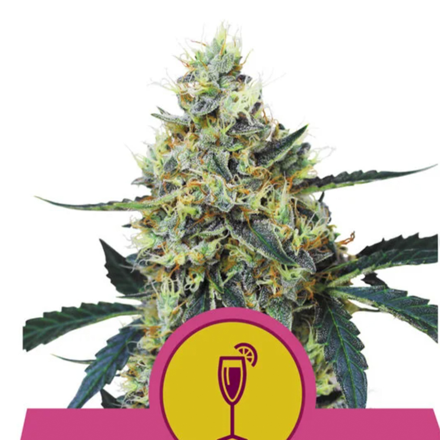 Mimosa Strain Info / Mimosa Weed By Royal Queen Seeds GrowDiaries