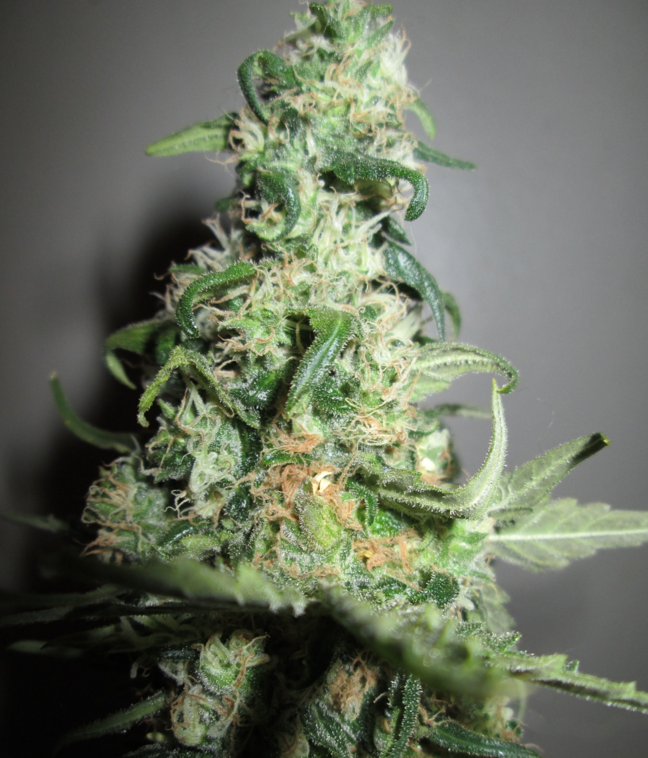 Original Afghani 1 Strain Info / Original Afghani 1 Weed By Seedsman