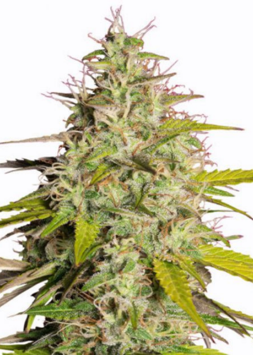 Girl Scout Cookies Strain Info / Girl Scout Cookies Weed By MSNL