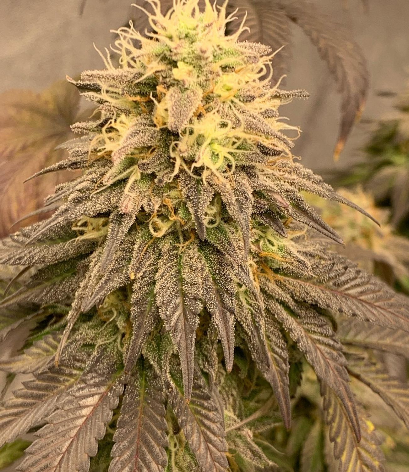 Cotton Candy Cookies Rbx V2 Strain Info / Cotton Candy Cookies Rbx V2