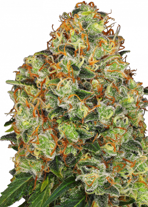 AK420 / White Label strain info GrowDiaries