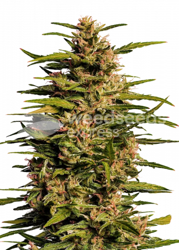 Fruity Pebbles Feminized Seeds Strain Info Fruity Pebbles Feminized