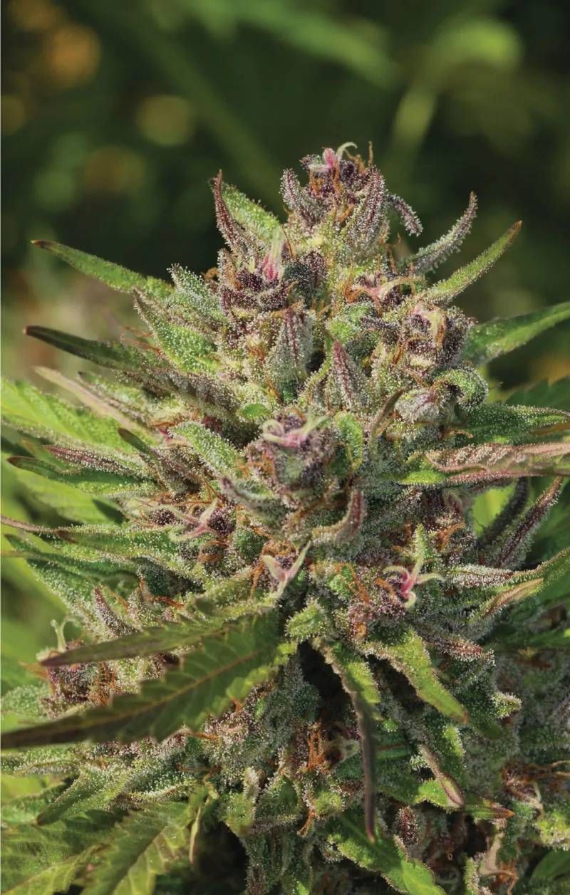 Purple Panty Dropper Autoflower Strain Info / Purple Panty Dropper