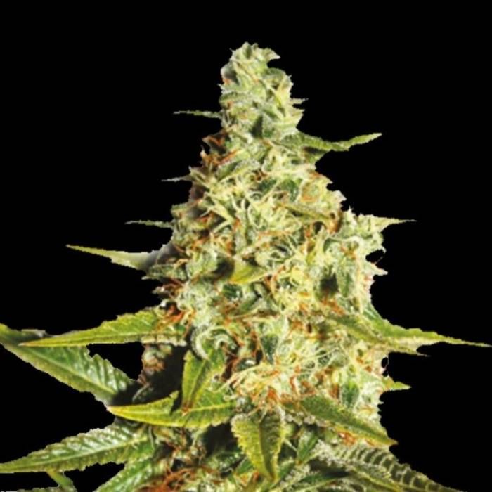 Auto Tangerine Dream Strain Info / Auto Tangerine Dream Weed By Quebec