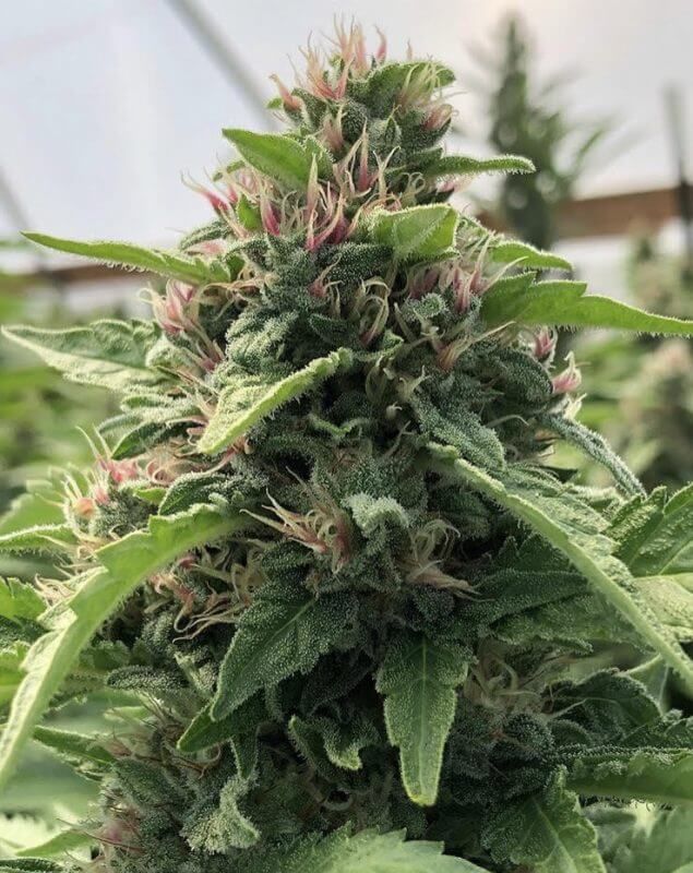 Papaya X THC Bomb Strain Info / Papaya X THC Bomb Weed By Purple City