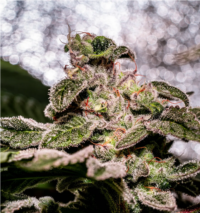 Pave Strain Info Pave Weed By Copycat Genetics Growdiaries