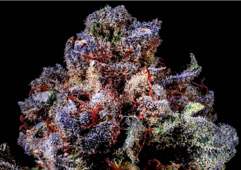 Rainbow Sherbert 11 Strain Info / Rainbow Sherbert 11 Weed By CopyCat