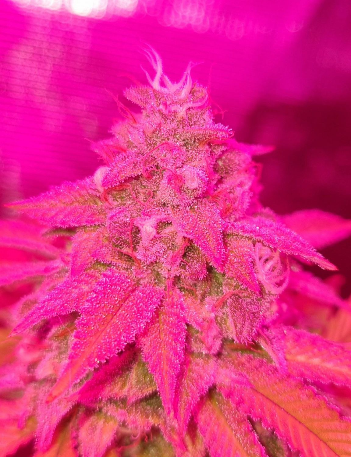 Meat Pie Strain Info Meat Pie Weed By Cannarado Genetics GrowDiaries