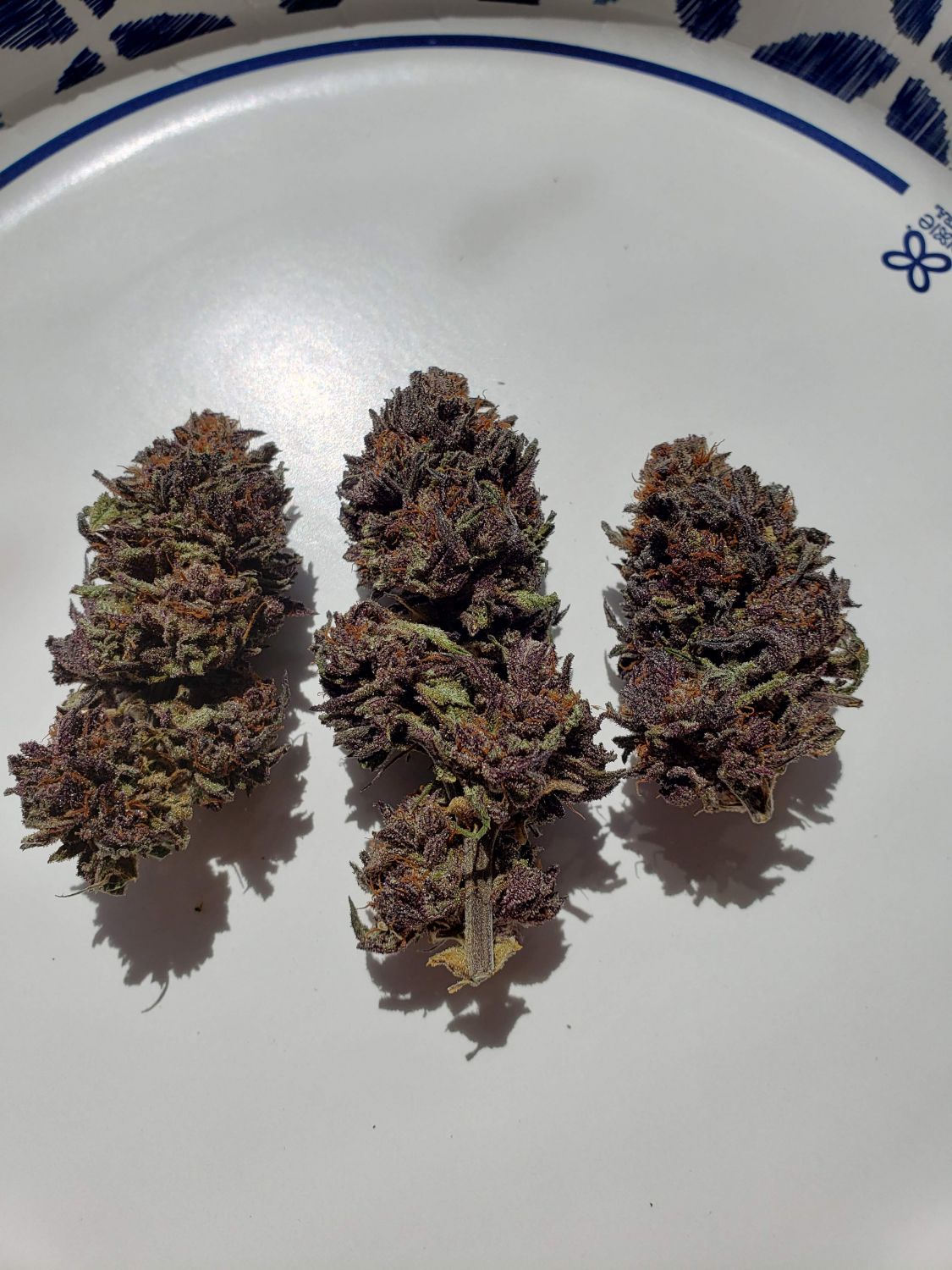 Magic Cherries Strain Info / Magic Cherries Weed By Elev8 Seeds