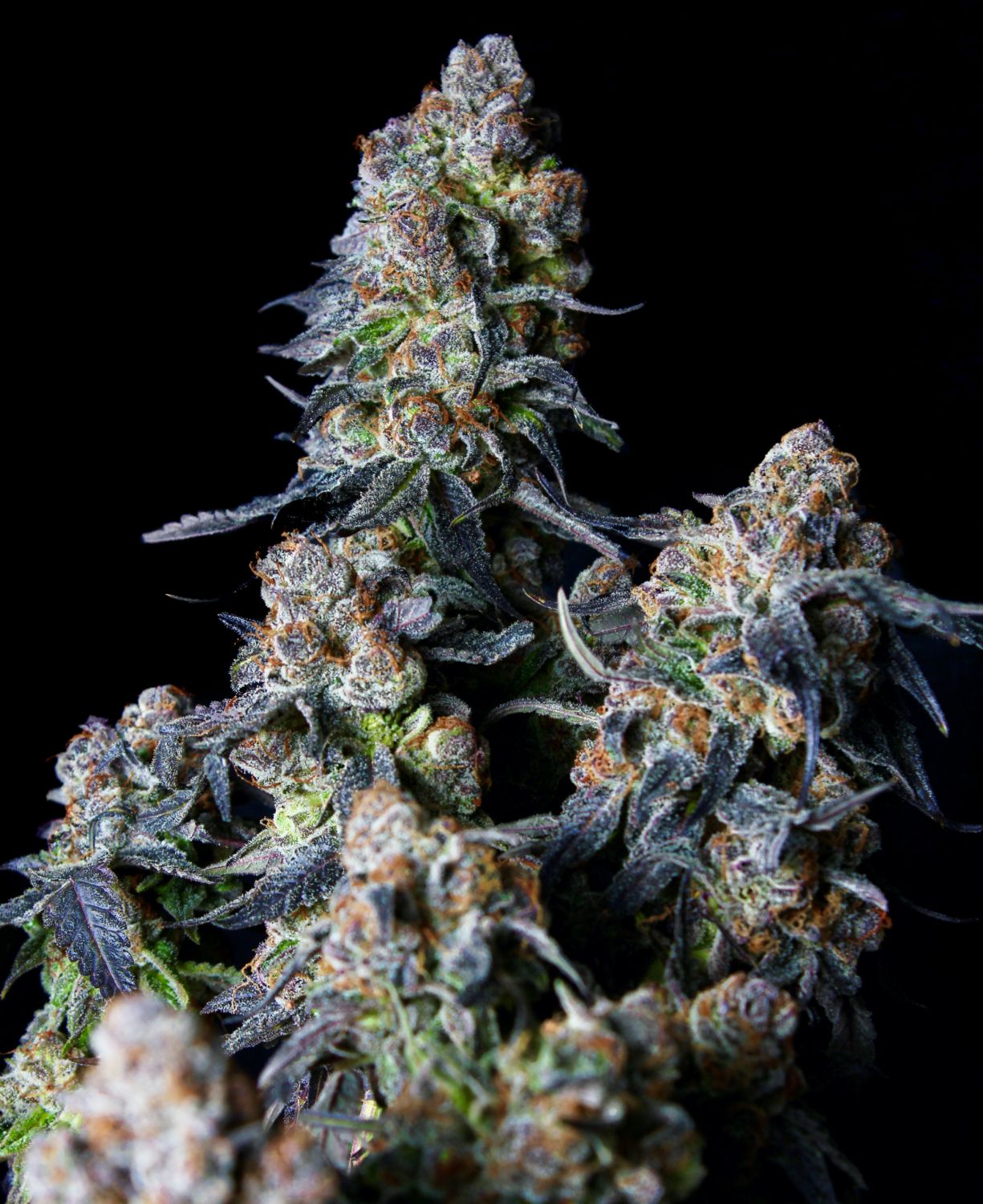 Triple Scoop Strain Info / Triple Scoop Weed By Elev8 Seeds GrowDiaries