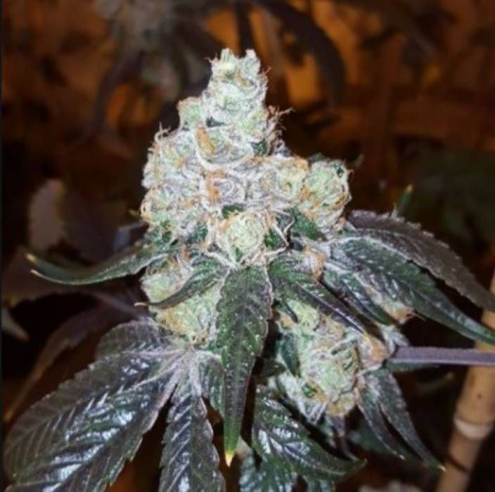 Thin Mint Girl Scout Cookies Strain Info / Thin Mint Girl Scout Cookies