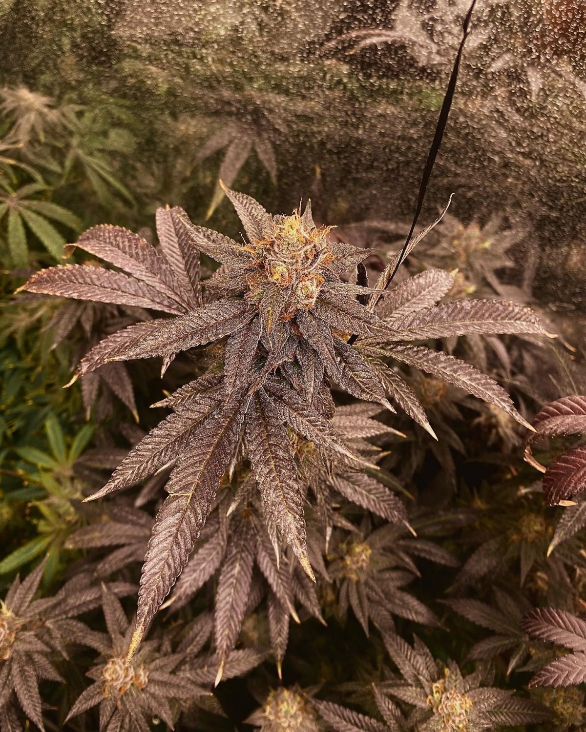 Cherry Runtz Strain Info / Cherry Runtz Weed By Elev8 Seeds GrowDiaries