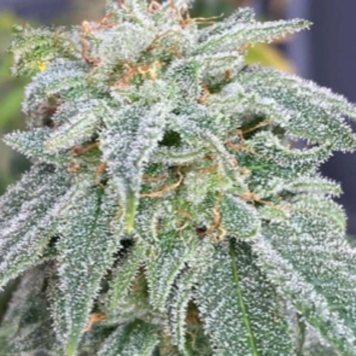 Strawberry Guava Auto Strain Info / Strawberry Guava Auto Weed By Mosca