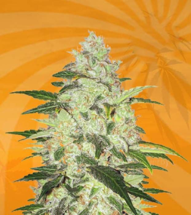 Chocolate Chunk Strain Info / Chocolate Chunk Weed By Sunwest