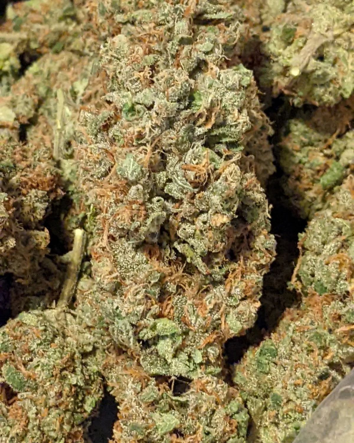 Acai Daiquiri Strain Info / Acai Daiquiri Weed By SinCity Seeds