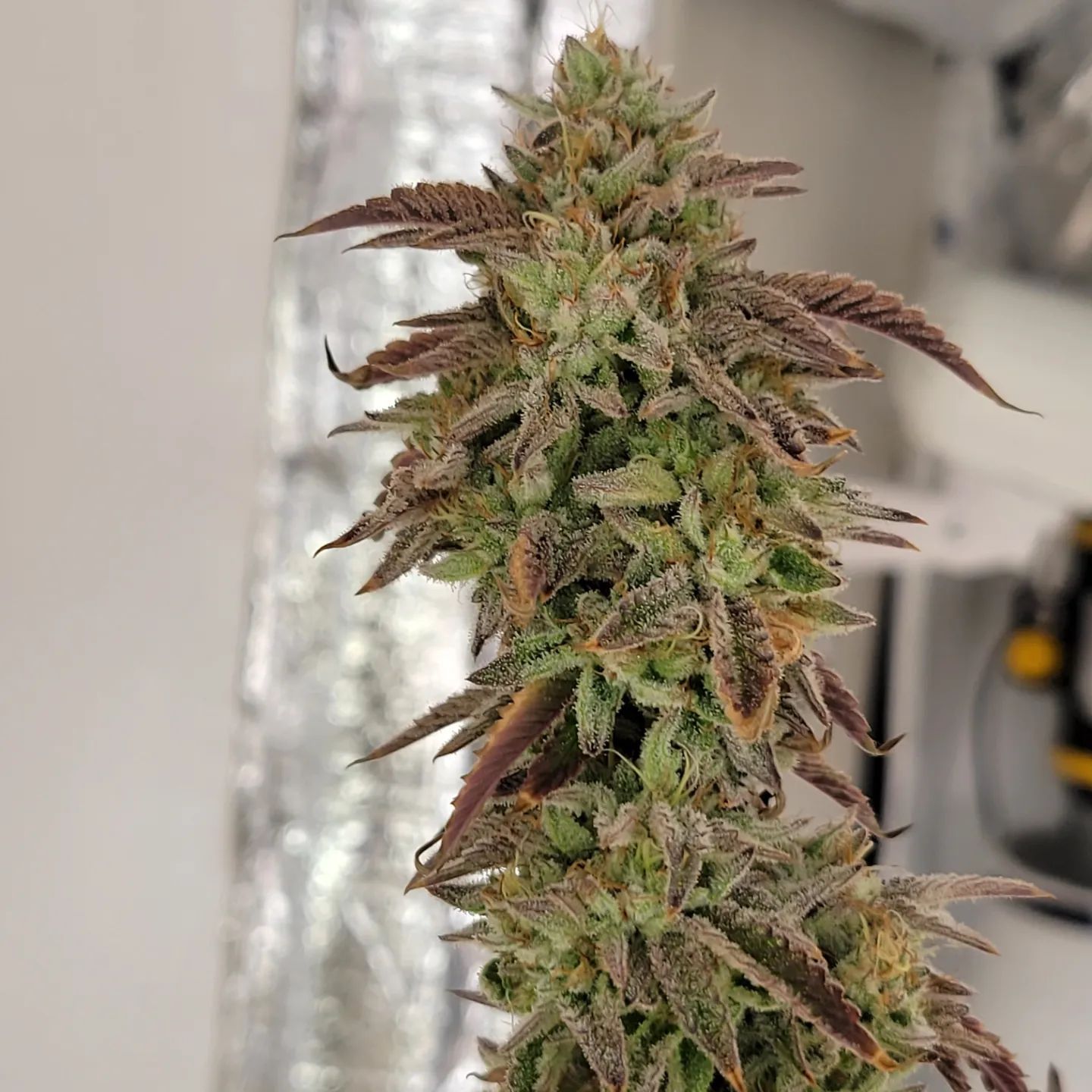 Cherry Driver Strain Info / Cherry Driver Weed By Relentless