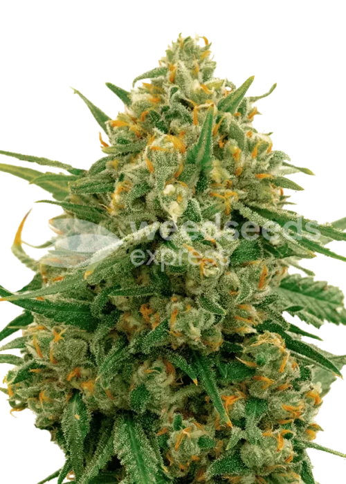 CBD Critical Mass feminized seeds Strain Info / CBD Critical Mass
