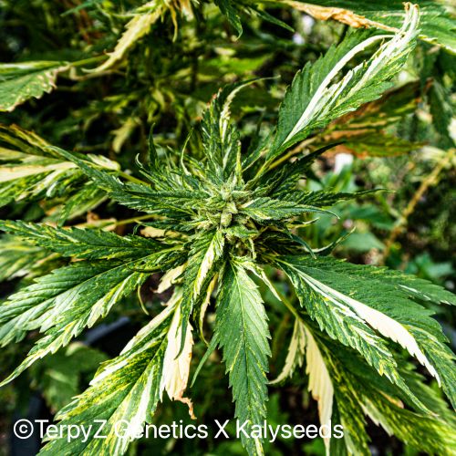 Pablo Picasso Strain Info / Pablo Picasso Weed By TerpyZ X Kalyseeds ...