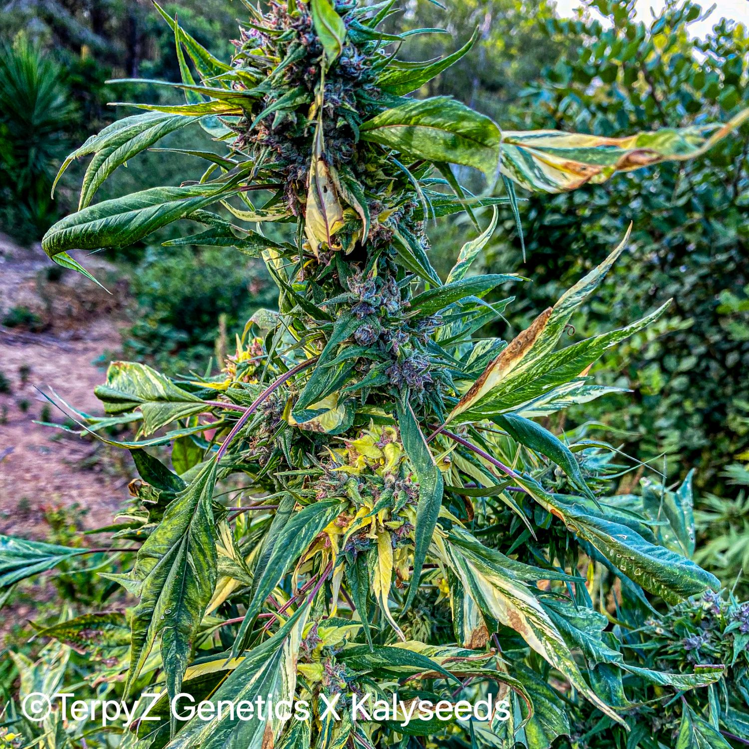 Opalo SWAG Strain Info / Opalo SWAG Weed By TerpyZ X Kalyseeds