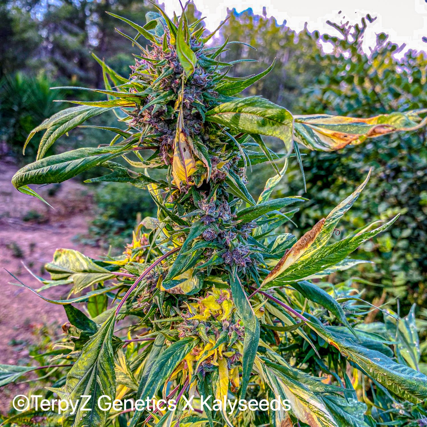 Opalo SWAG Strain Info / Opalo SWAG Weed By TerpyZ X Kalyseeds GrowDiaries