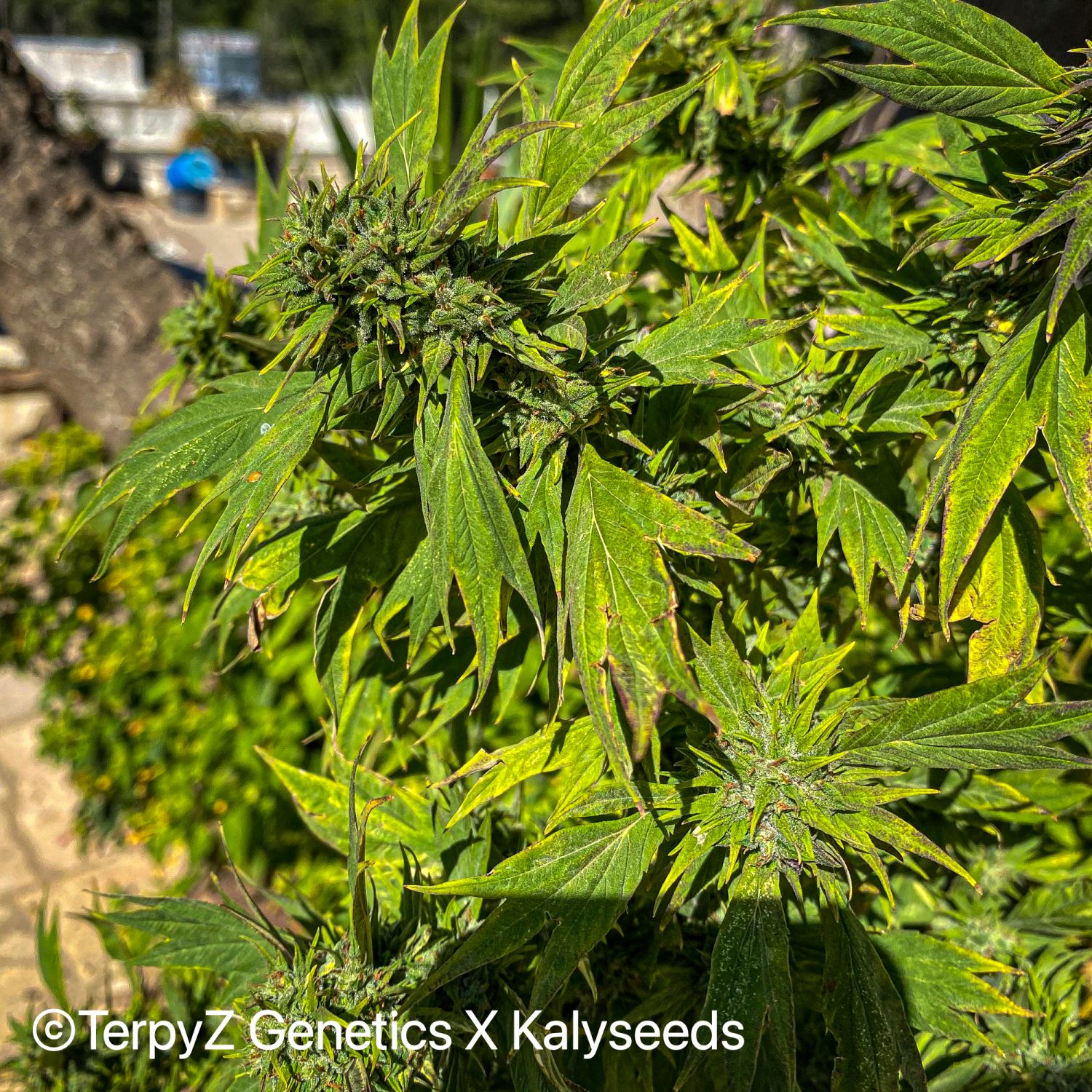 Goblin SWAG Strain Info / Goblin SWAG Weed By TerpyZ X Kalyseeds GrowDiaries