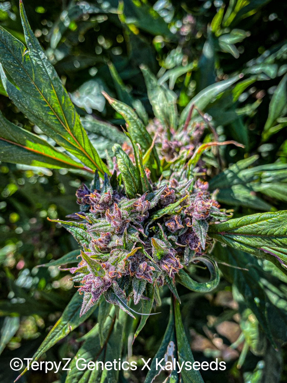 Gargoyle SWAG Strain Info / Gargoyle SWAG Weed By TerpyZ X Kalyseeds