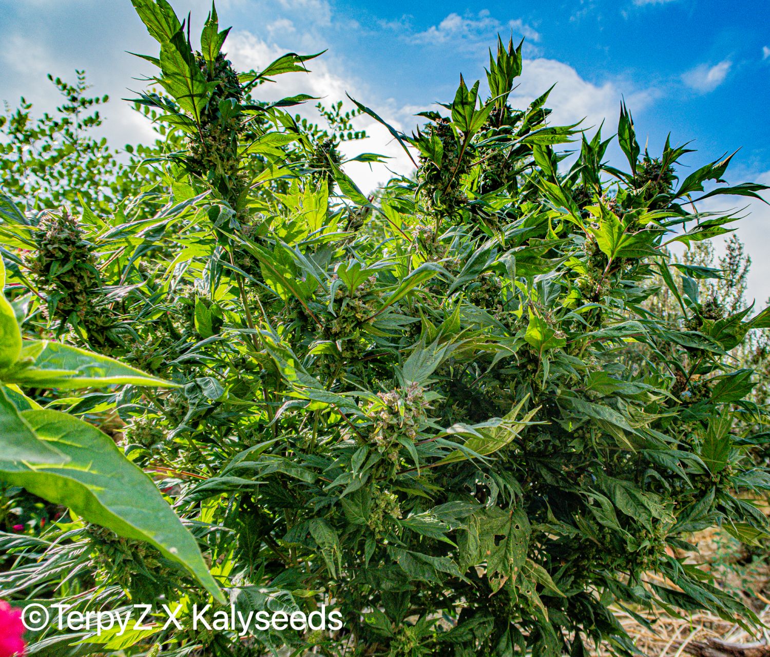 Gargoyle SWAG Strain Info / Gargoyle SWAG Weed By TerpyZ X Kalyseeds