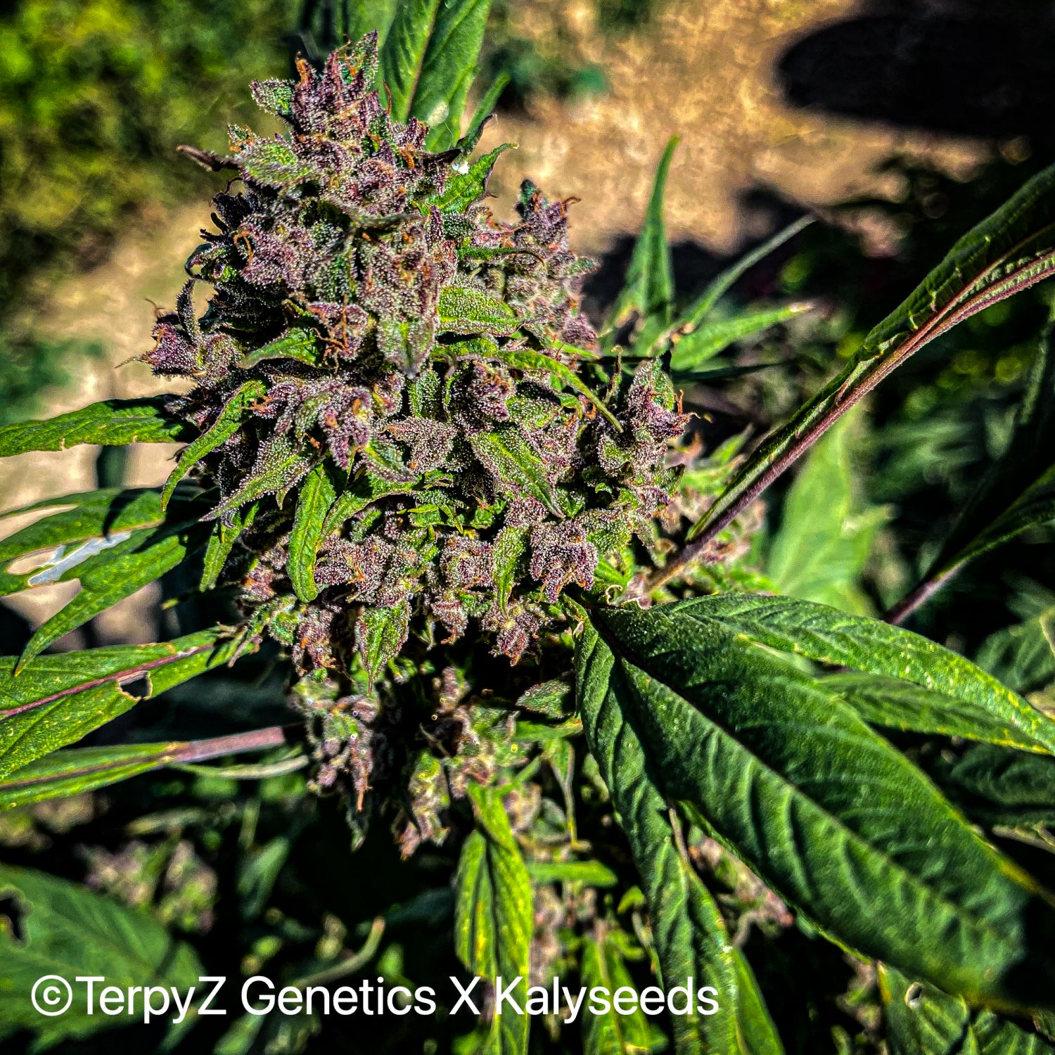 Gargoyle SWAG Strain Info / Gargoyle SWAG Weed By TerpyZ X Kalyseeds