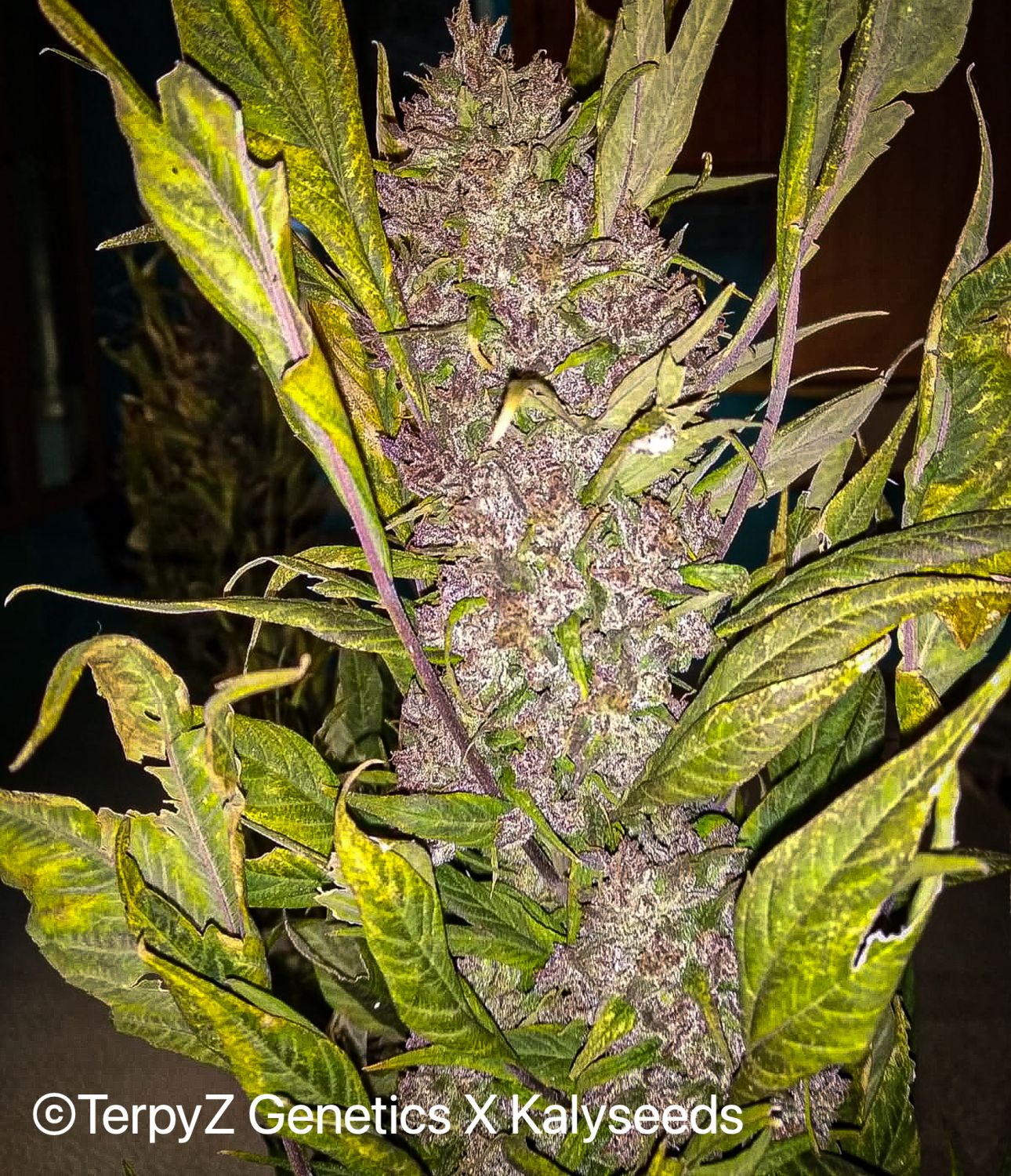Gargoyle SWAG Strain Info / Gargoyle SWAG Weed By TerpyZ X Kalyseeds