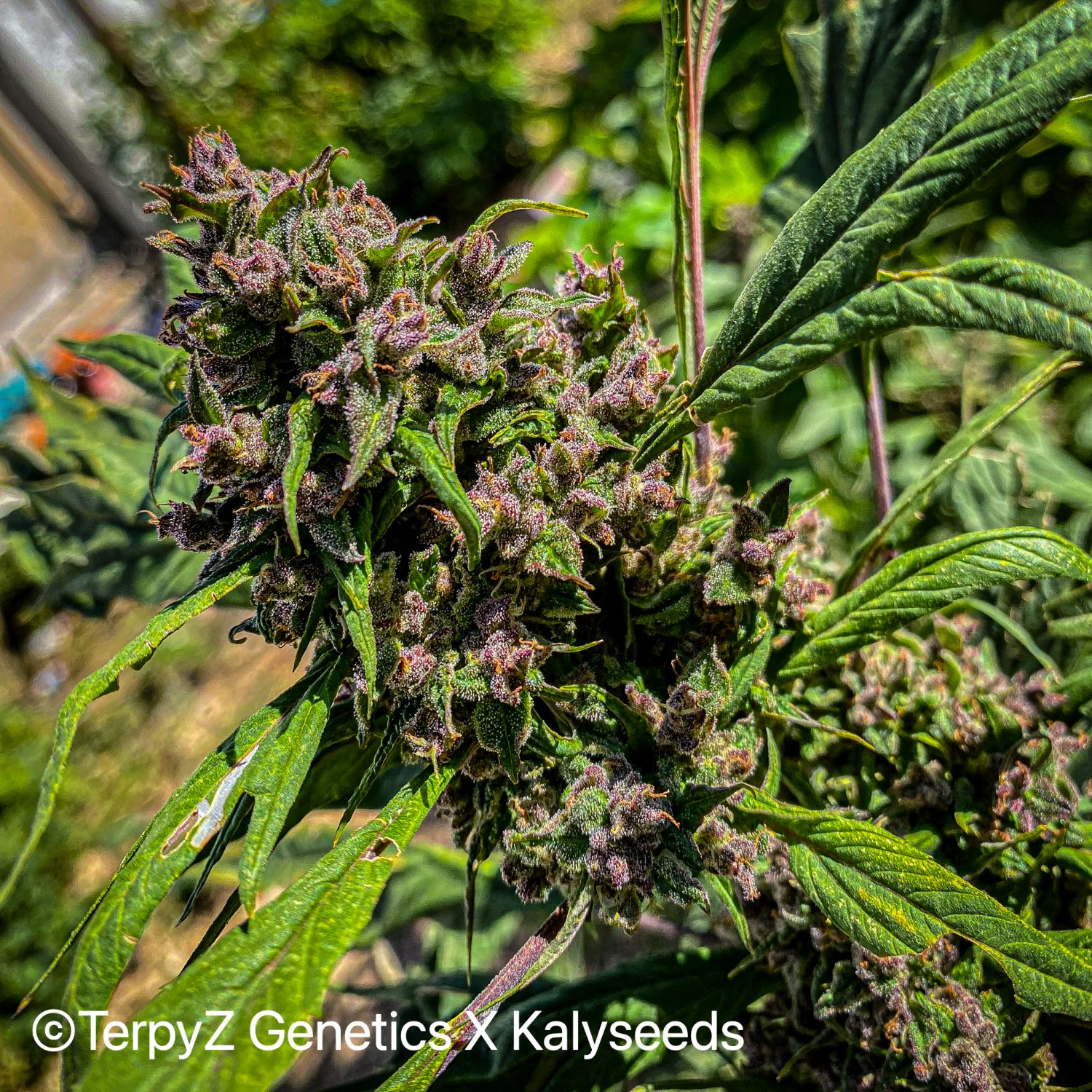 Gargoyle SWAG Strain Info / Gargoyle SWAG Weed By TerpyZ X Kalyseeds GrowDiaries