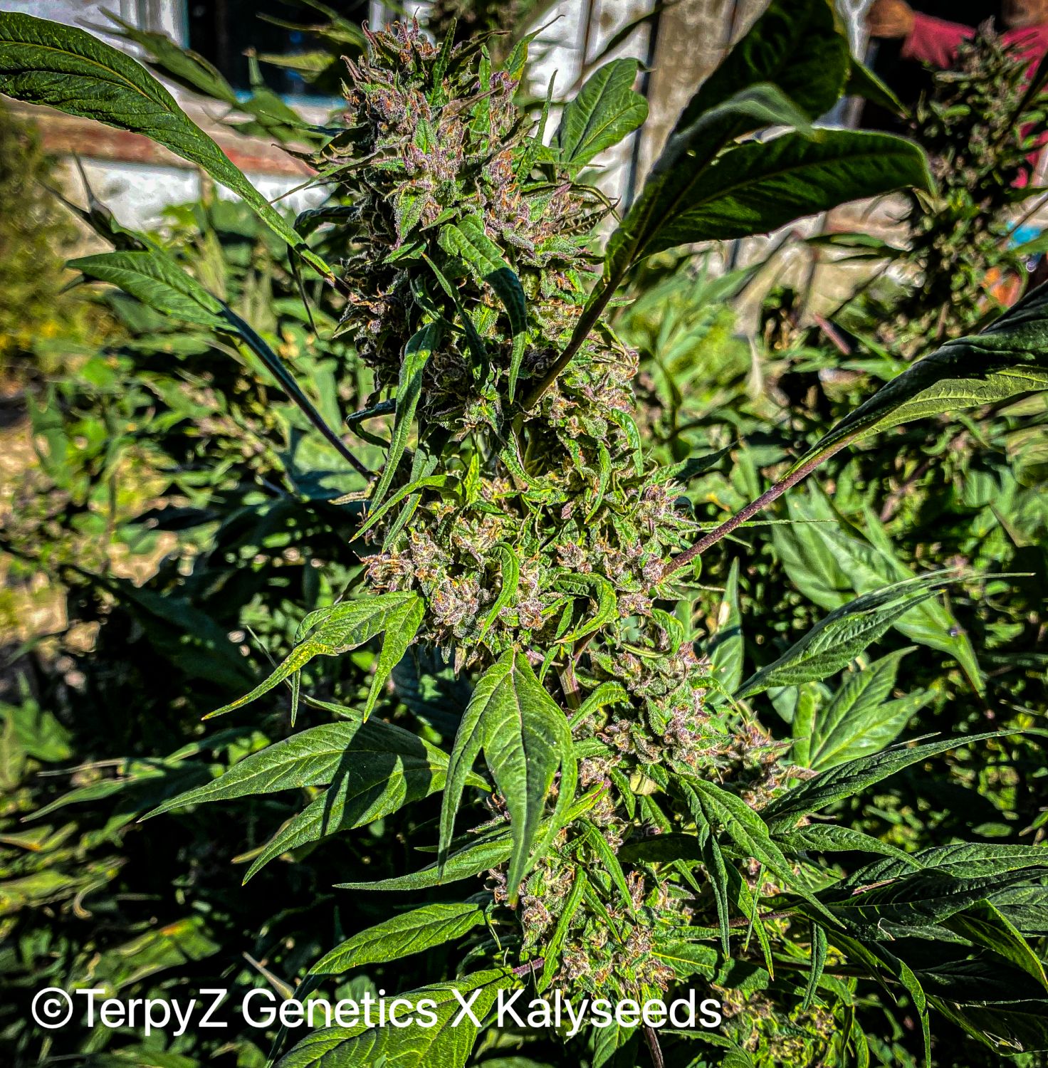 Gargoyle SWAG Strain Info / Gargoyle SWAG Weed By TerpyZ X Kalyseeds