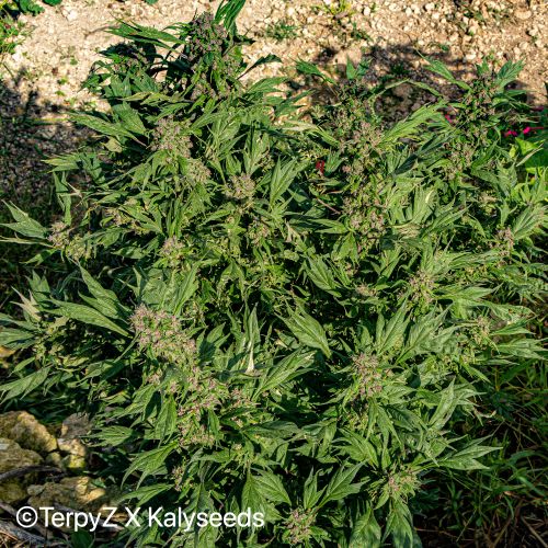 Gargoyle SWAG Strain Info / Gargoyle SWAG Weed By TerpyZ X Kalyseeds