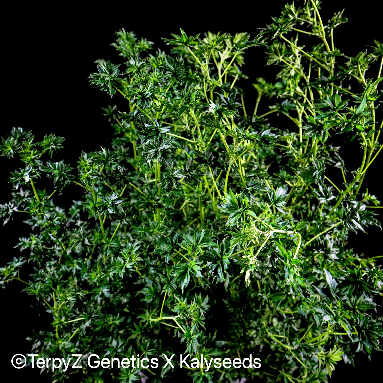 Who is your Daddy ABC F1 Australian Bastard Cannabis Strain Info / Who