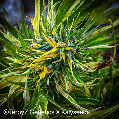Trinidad Gold SWAG Strain Info / Trinidad Gold SWAG Weed By TerpyZ X
