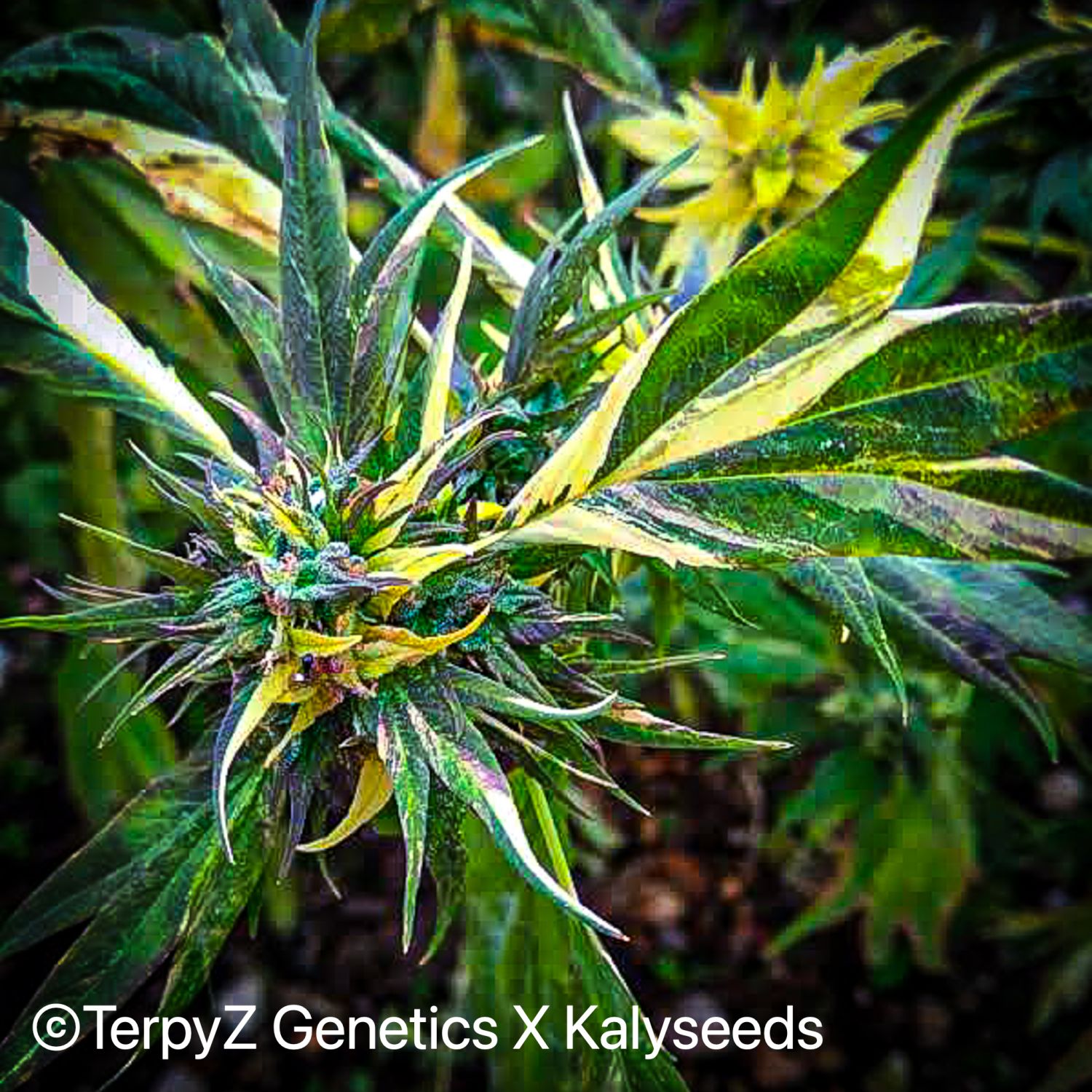 Trinidad Gold SWAG Strain Info / Trinidad Gold SWAG Weed By TerpyZ X