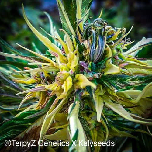 Trinidad Gold SWAG Strain Info / Trinidad Gold SWAG Weed By TerpyZ X