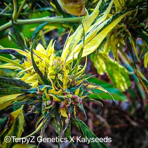 Trinidad Gold SWAG Strain Info / Trinidad Gold SWAG Weed By TerpyZ X
