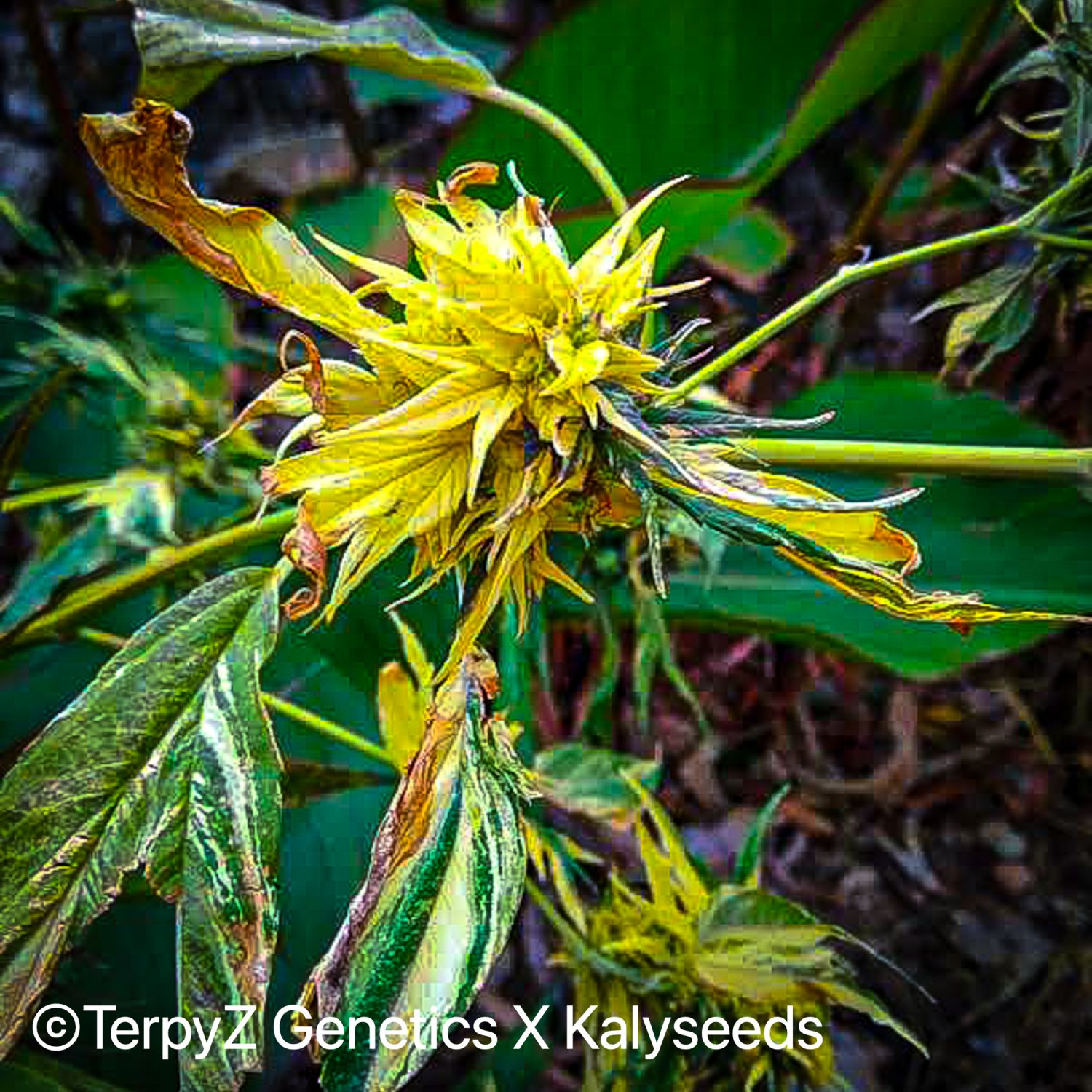 Trinidad Gold SWAG Strain Info / Trinidad Gold SWAG Weed By TerpyZ X