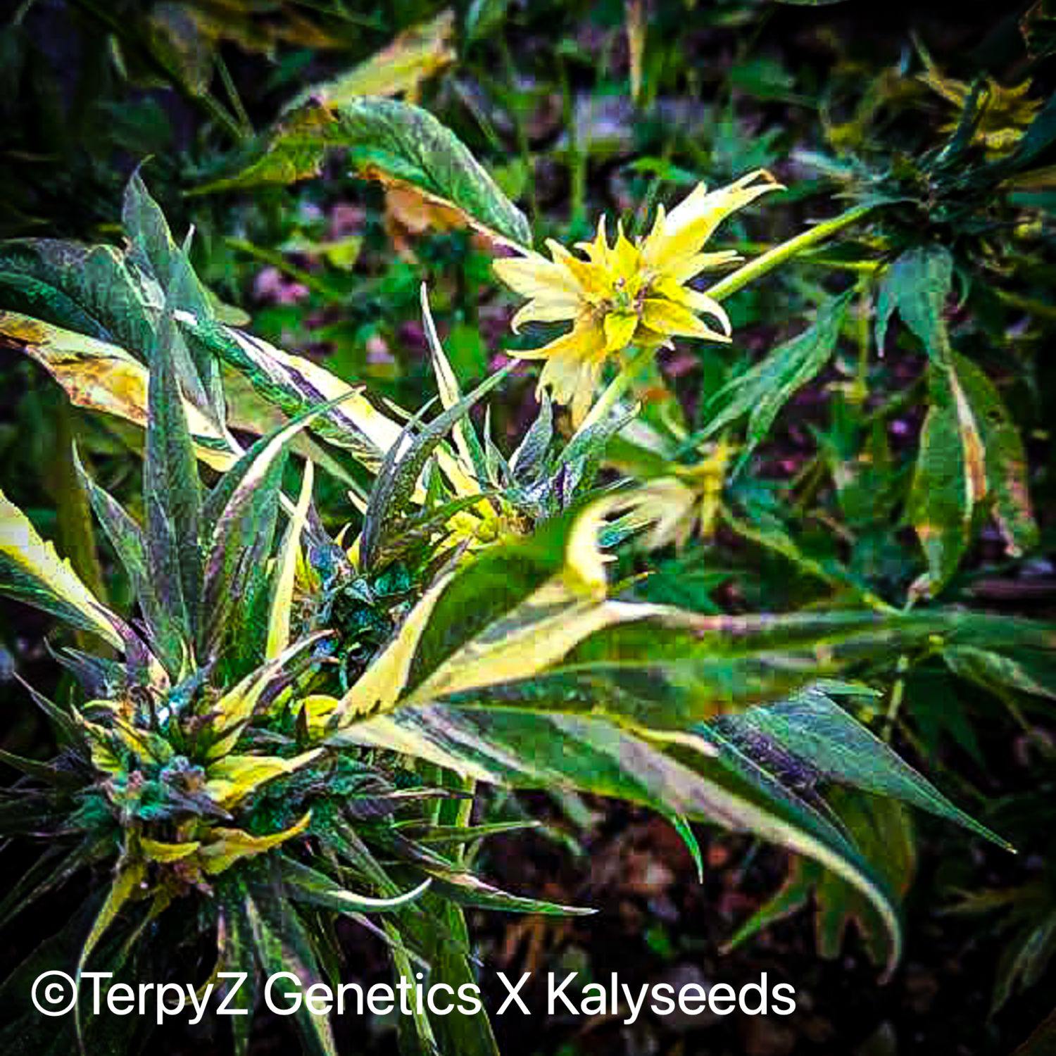 Trinidad Gold SWAG Strain Info / Trinidad Gold SWAG Weed By TerpyZ X