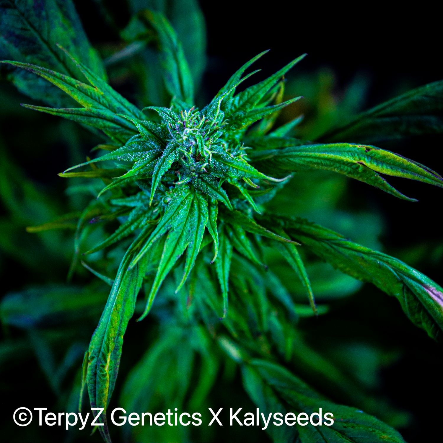 Trinidad Gold SWAG Strain Info / Trinidad Gold SWAG Weed By TerpyZ X