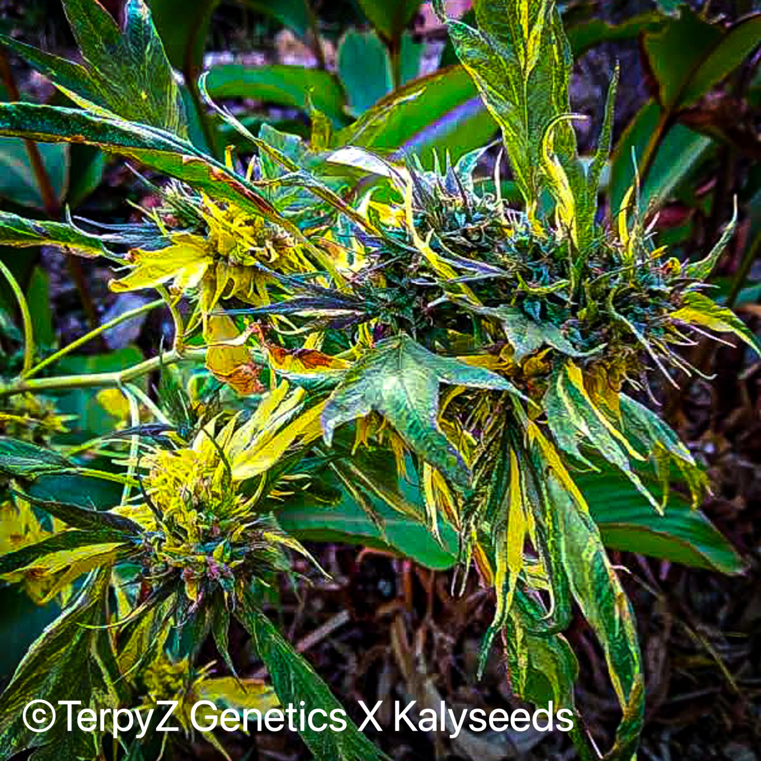 Trinidad Gold SWAG Strain Info / Trinidad Gold SWAG Weed By TerpyZ X