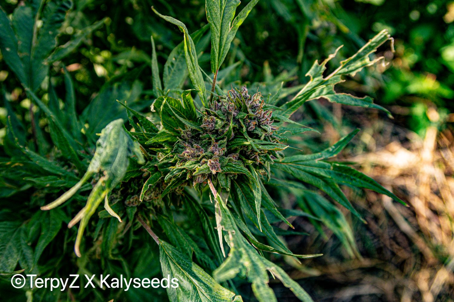 Violetta SWAG Strain Info / Violetta SWAG Weed By TerpyZ X Kalyseeds